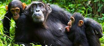 8-days Uganda – Chimps, Gorillas & Lions